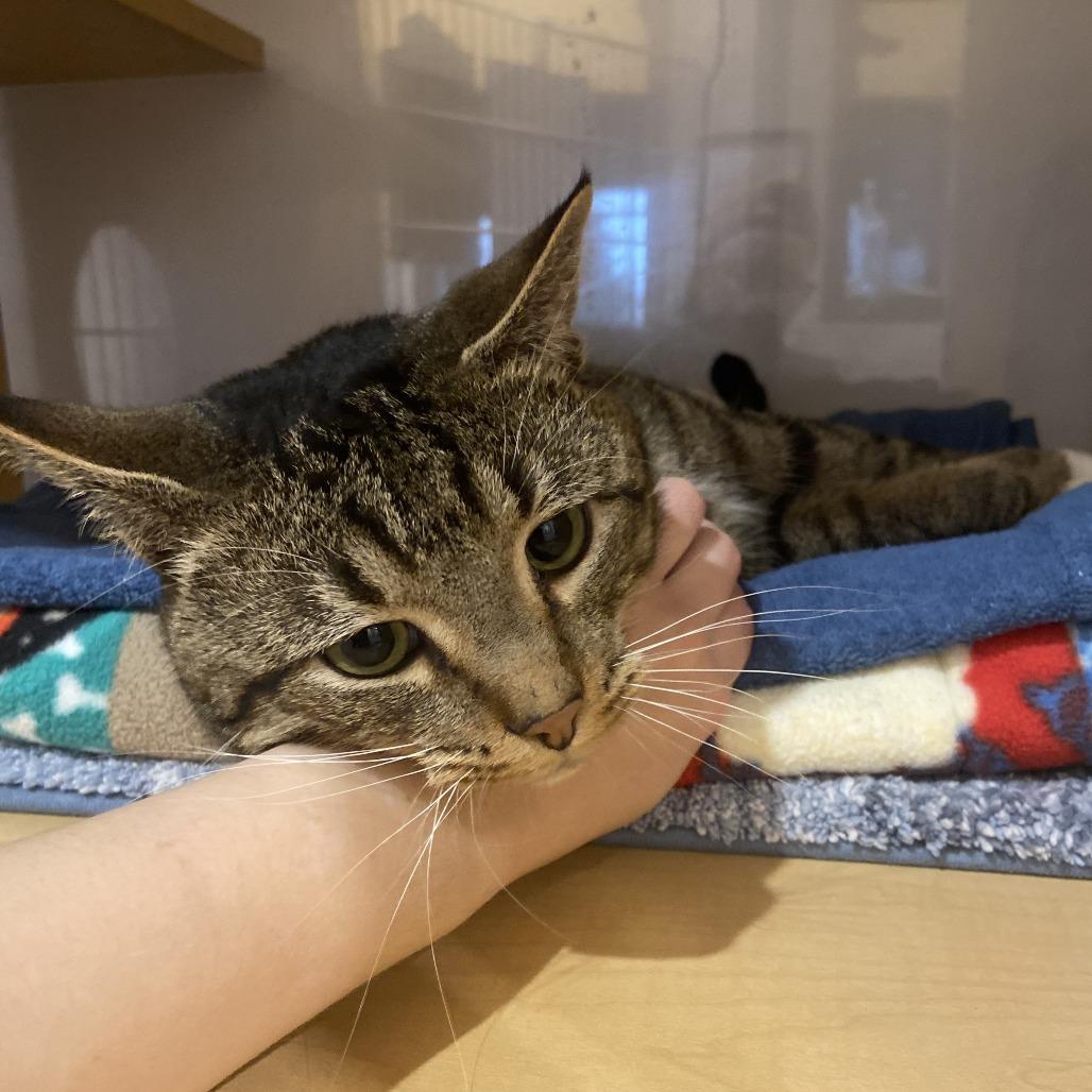 Enlarge Custard, a Adoptable Domestic Short Hair in Washington Township, OH image 5/6