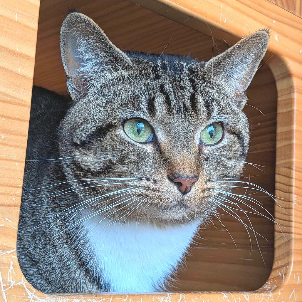 Enlarge Custard, a Adoptable Domestic Short Hair in Washington Township, OH image 6/6