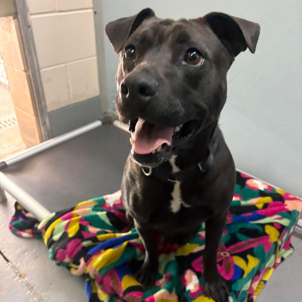 Elenore 28473, Adoptable, Adult Female Mixed Breed.