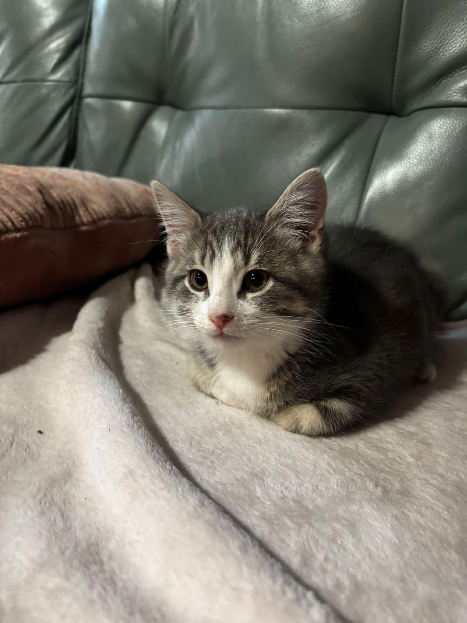 Grigorie, Adoptable, Young Female Tabby.