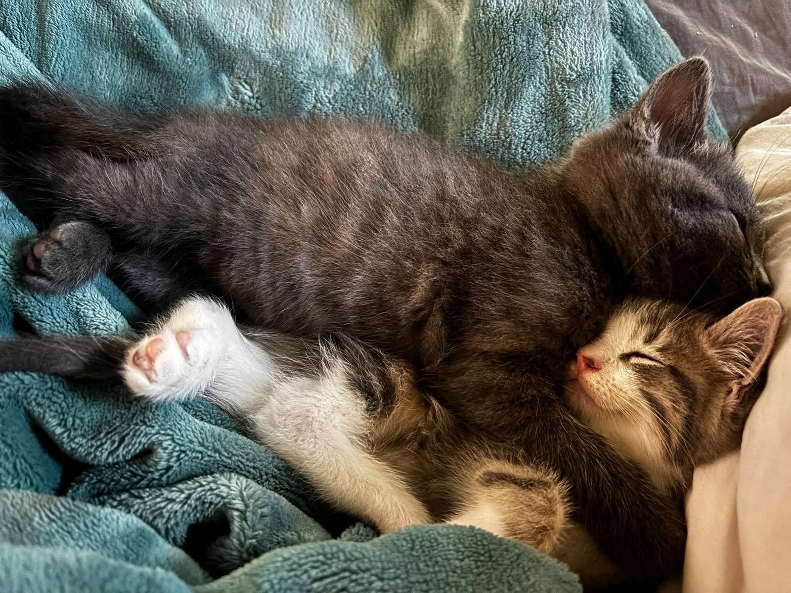 Enlarge Grigorie, a Adoptable Tabby in Orleans, ON image 2/2