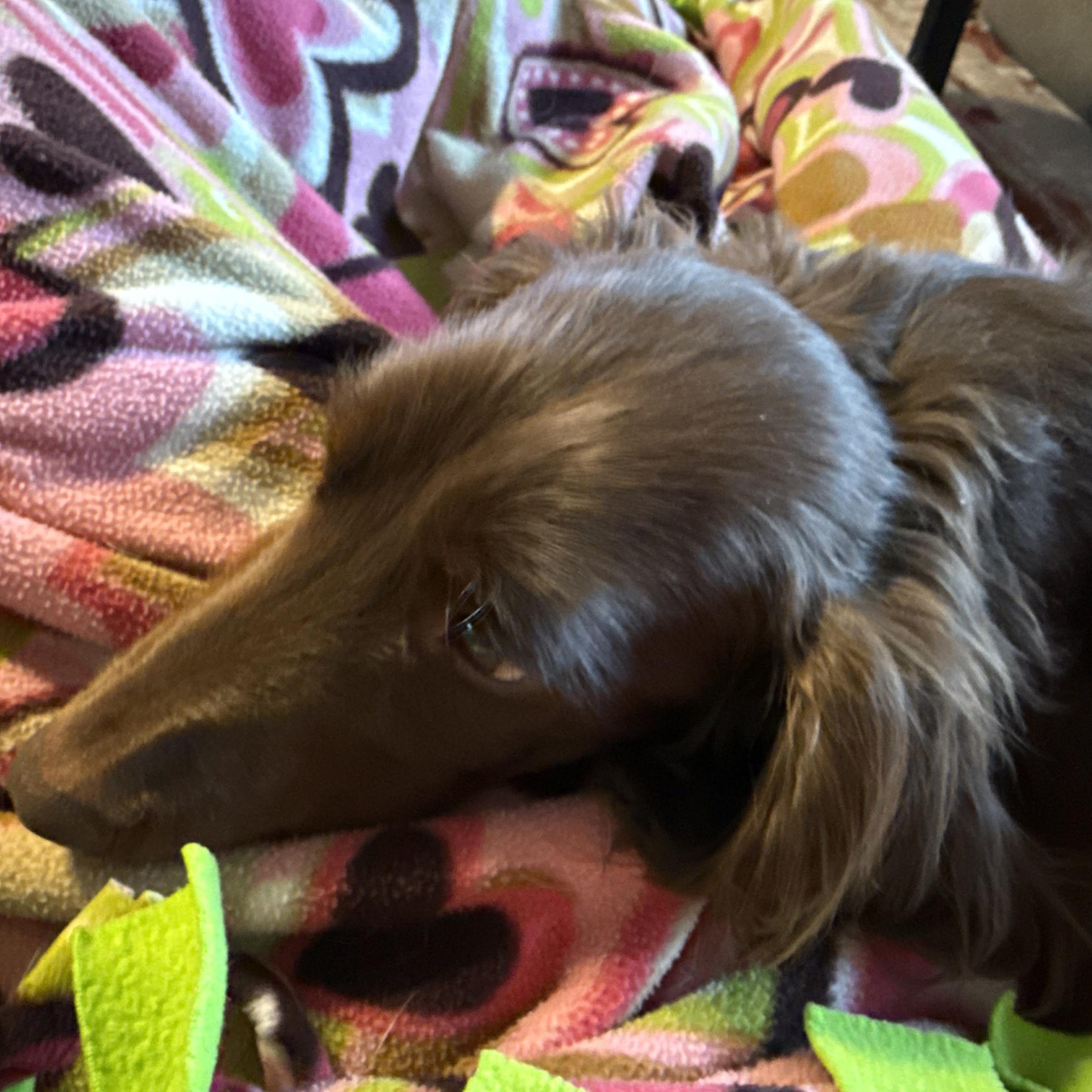Bear, a Adoptable Dachshund in Omaha, NE image 5/5