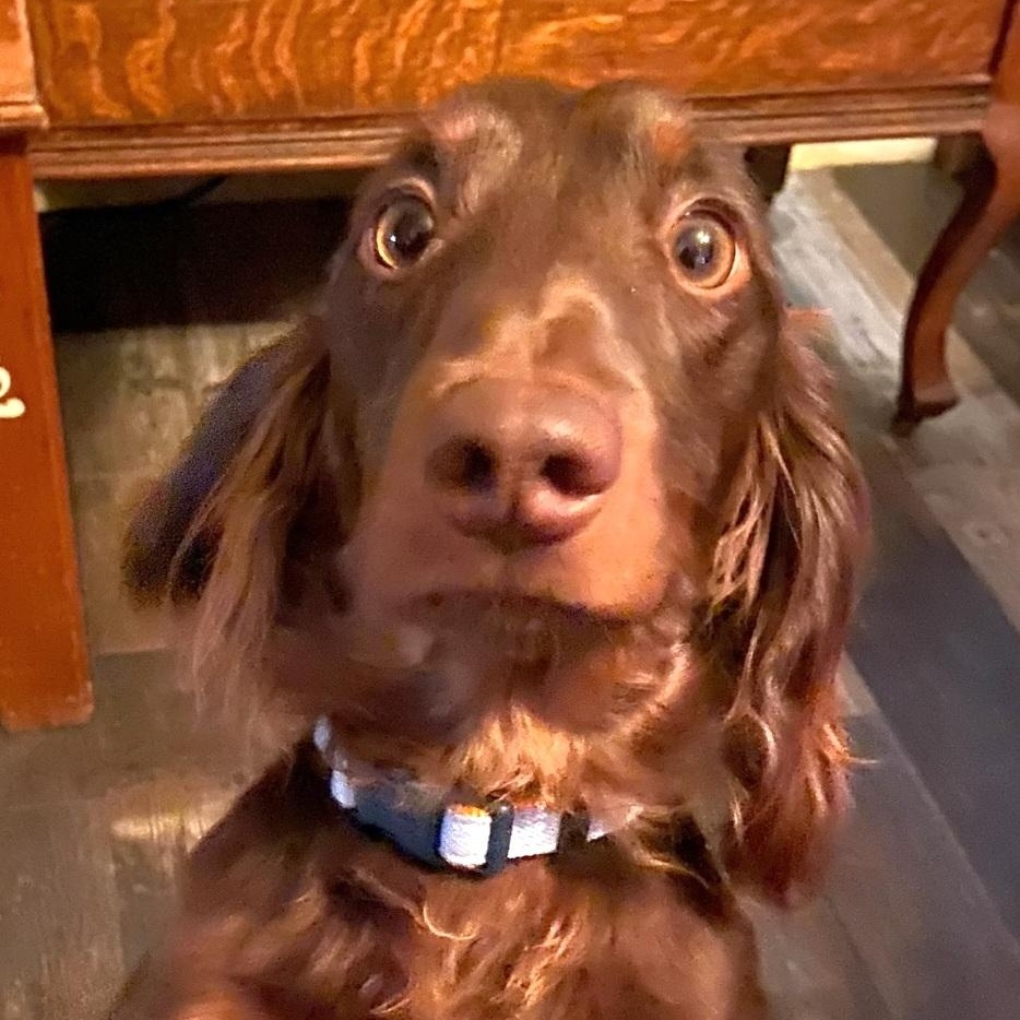 Bear, a Adoptable Dachshund in Omaha, NE image 2/5