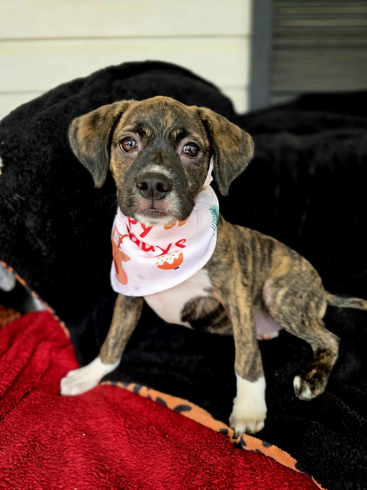 Yashi, Adoptable, Puppy Female Boxer.