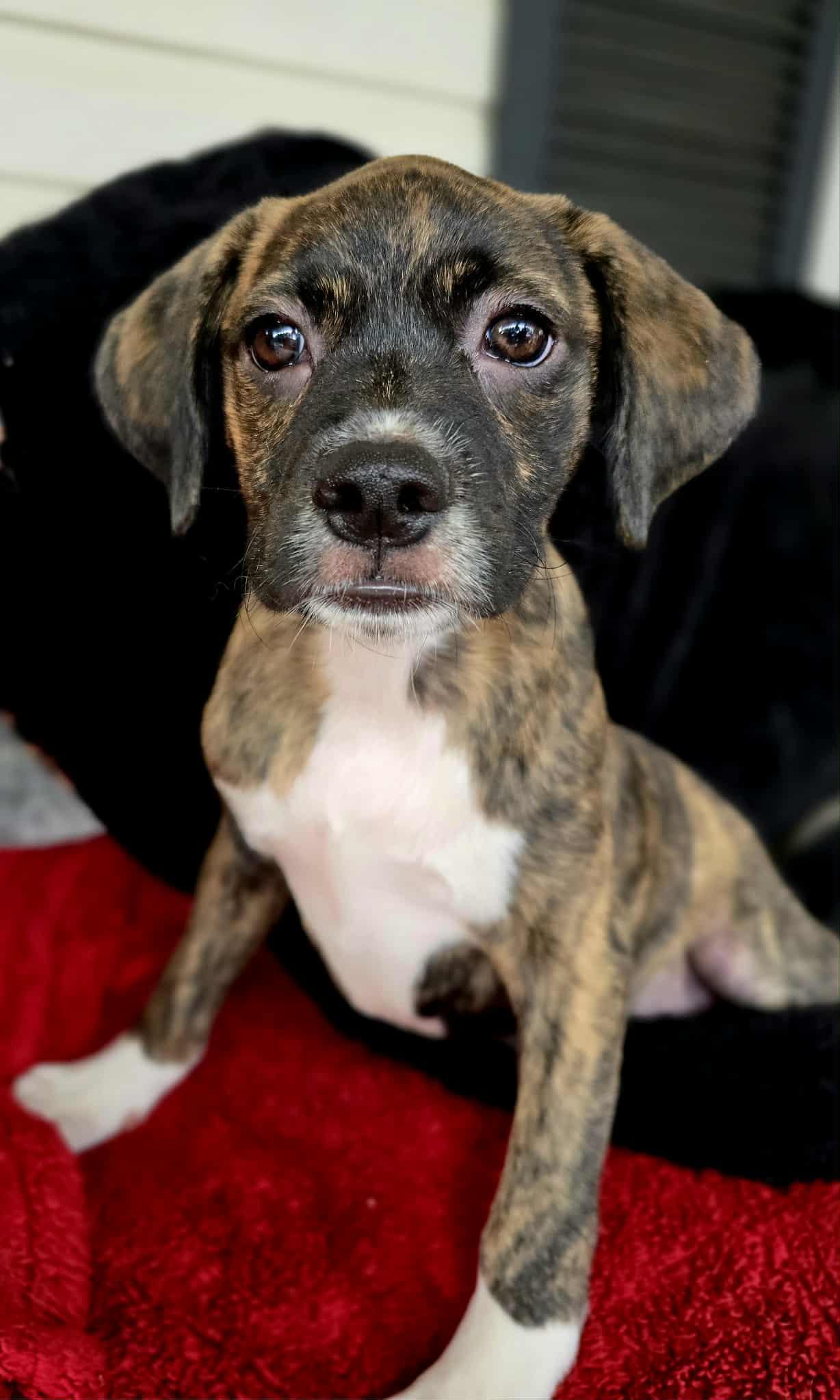 Enlarge Yashi, an adopted mixed breed in Milton, FL image 2/4