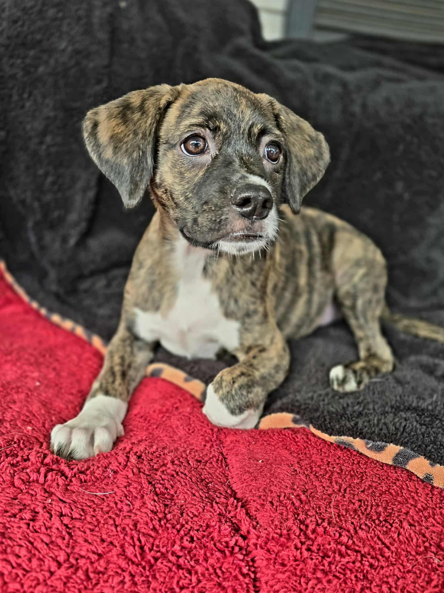 Enlarge Yashi, an adopted mixed breed in Milton, FL image 3/4