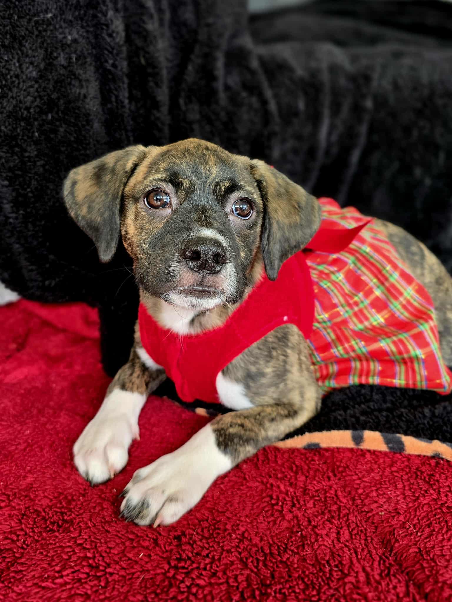 Enlarge Yashi, an adopted mixed breed in Milton, FL image 4/4