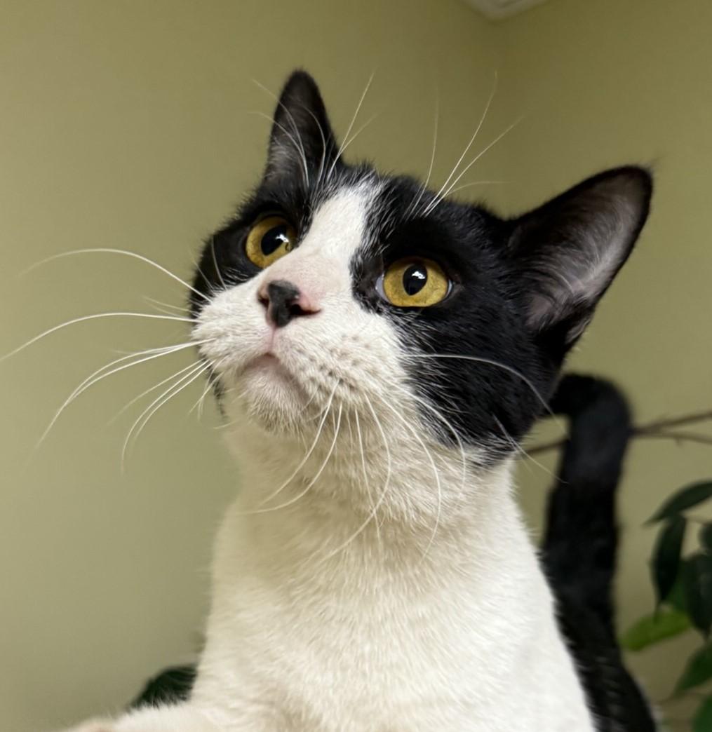 Snoopy, adoptable, Adult Male Domestic Short Hair.
