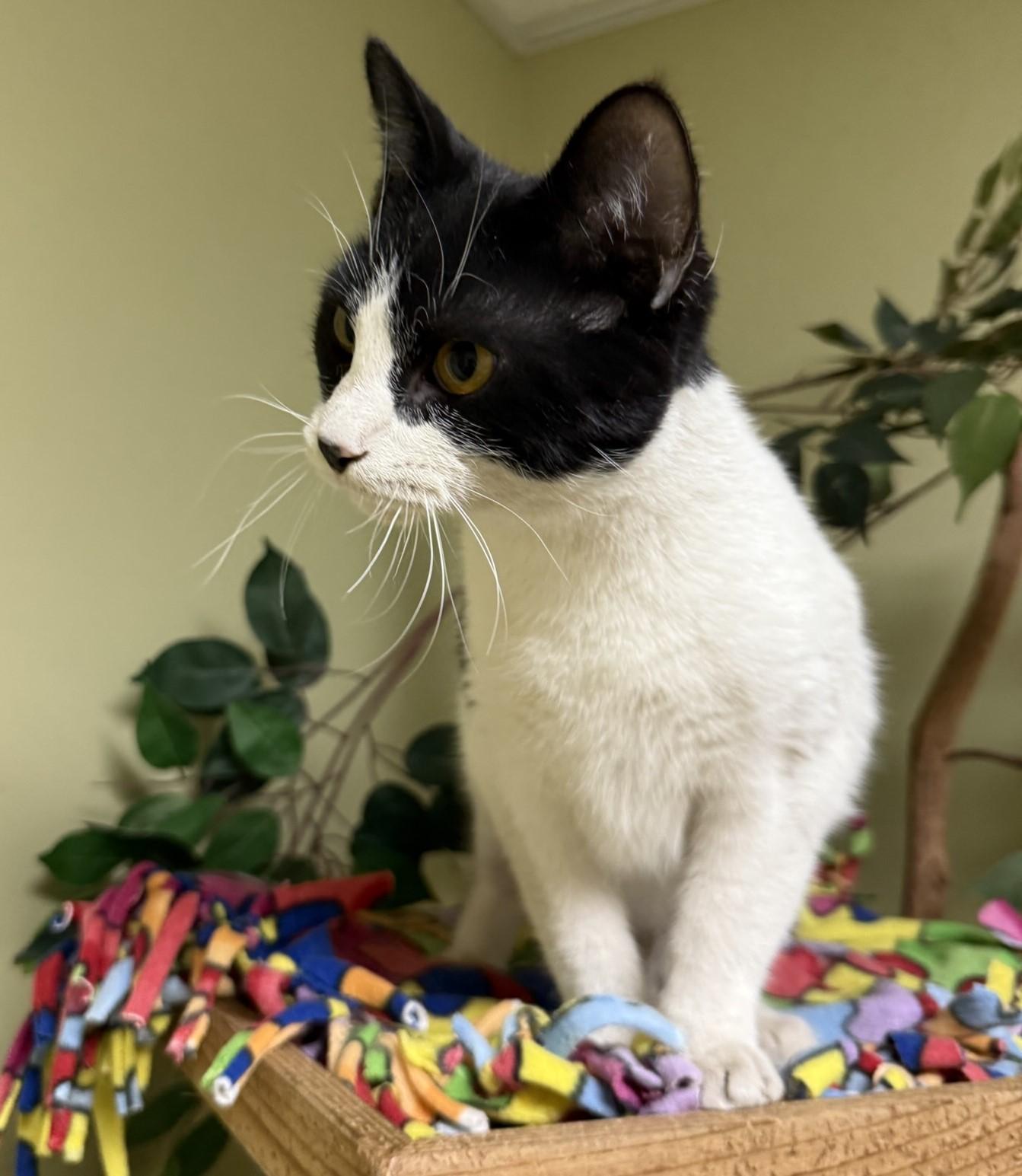 Snoopy, an adoptable Domestic Short Hair in Hastings, NE image 4/4