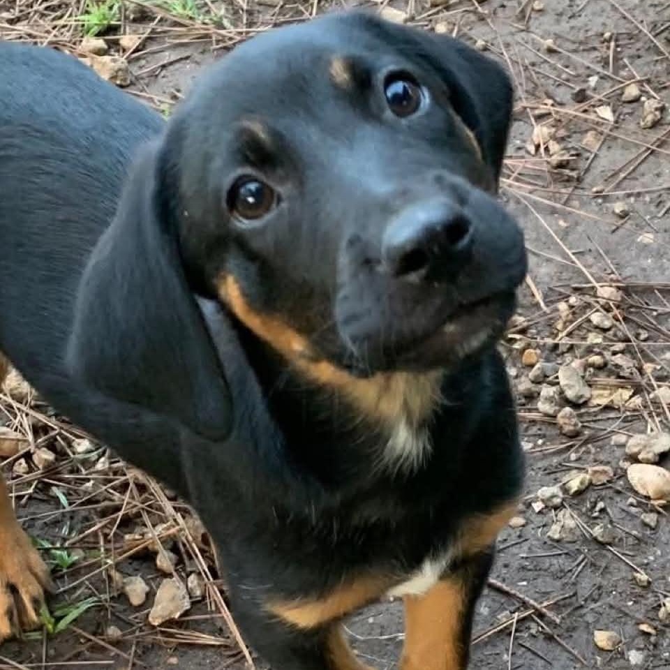 Collette, adopted, Puppy Female Hound.