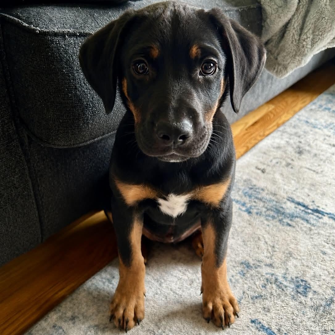 Collette, an adopted mixed breed in Billerica, MA image 2/6