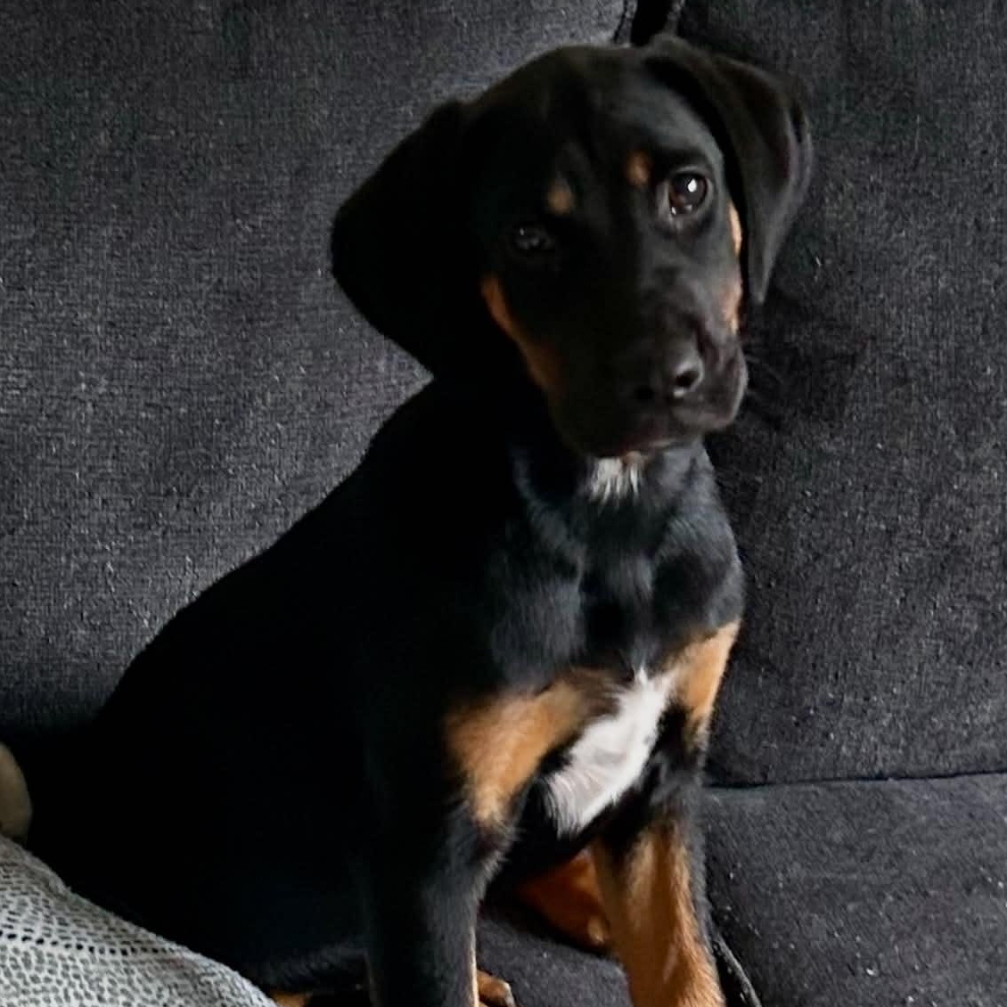 Collette, an adopted mixed breed in Billerica, MA image 3/6