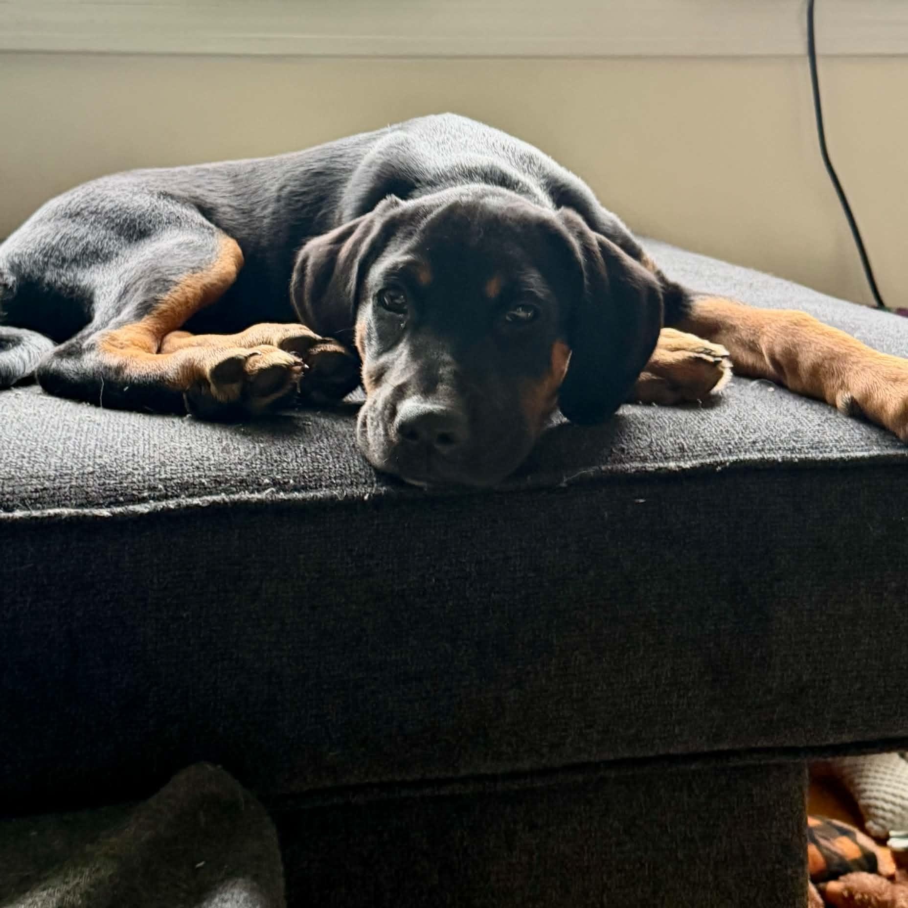 Collette, an adopted mixed breed in Billerica, MA image 5/6