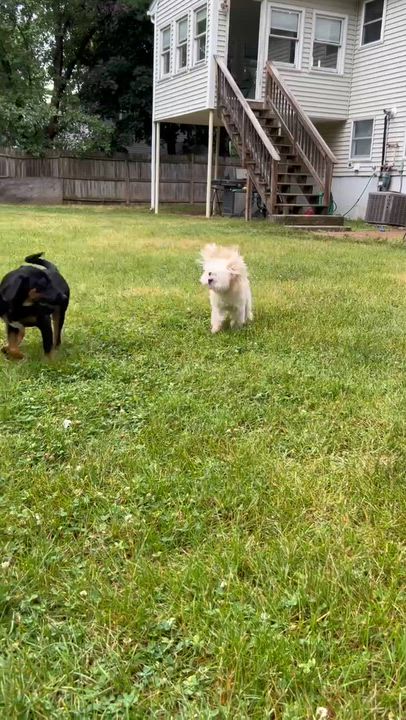 Enlarge Collette, an adopted mixed breed in Billerica, MA video 6/6