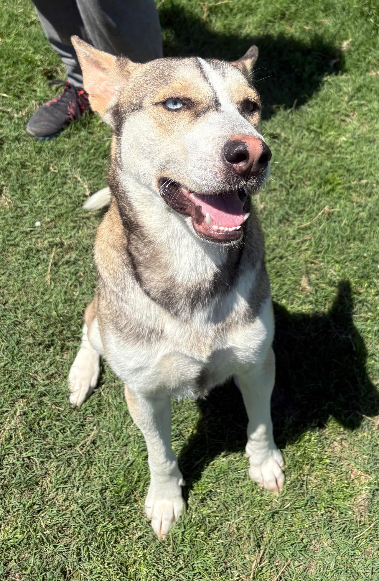 Enlarge CHUVY.COURTESY POST, a Adoptable mixed breed in Rocky Point, NY image 1/6