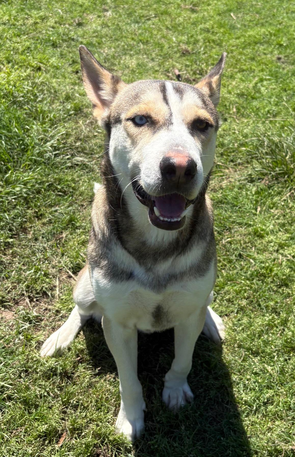 Enlarge CHUVY.COURTESY POST, a Adoptable mixed breed in Rocky Point, NY image 2/6