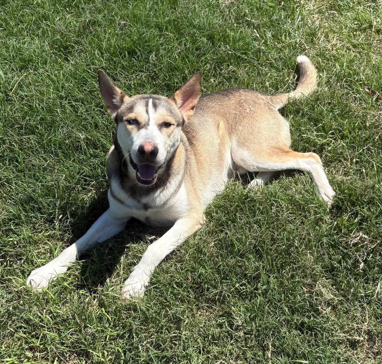 Enlarge CHUVY.COURTESY POST, a Adoptable mixed breed in Rocky Point, NY image 3/3