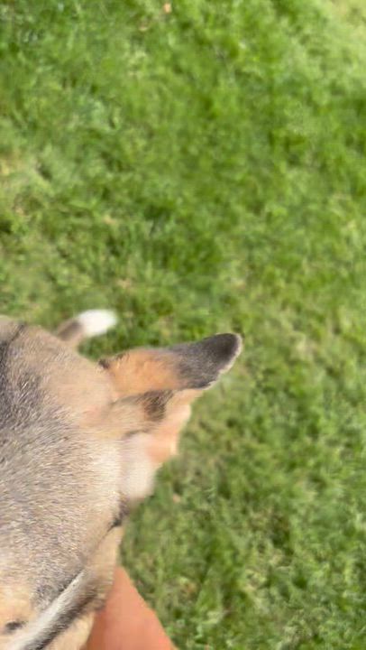 Enlarge CHUVY.COURTESY POST, a Adoptable mixed breed in Rocky Point, NY video 5/6