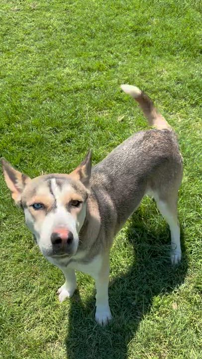 Enlarge CHUVY.COURTESY POST, a Adoptable mixed breed in Rocky Point, NY video 6/6