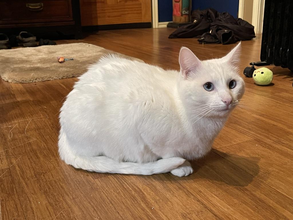 Lovey (Text or call Maia (maya) 928-282-2604), a Adoptable mixed breed in Sedona, AZ image 2/5