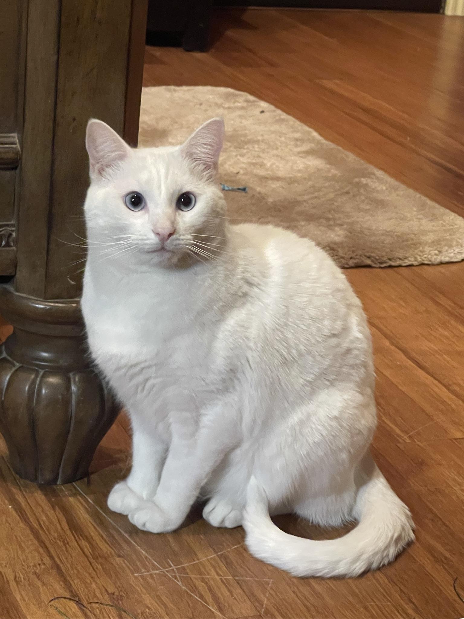 Lovey (Text or call Maia (maya) 928-282-2604), Adoptable, Adult Female Domestic Short Hair & Ragdoll.