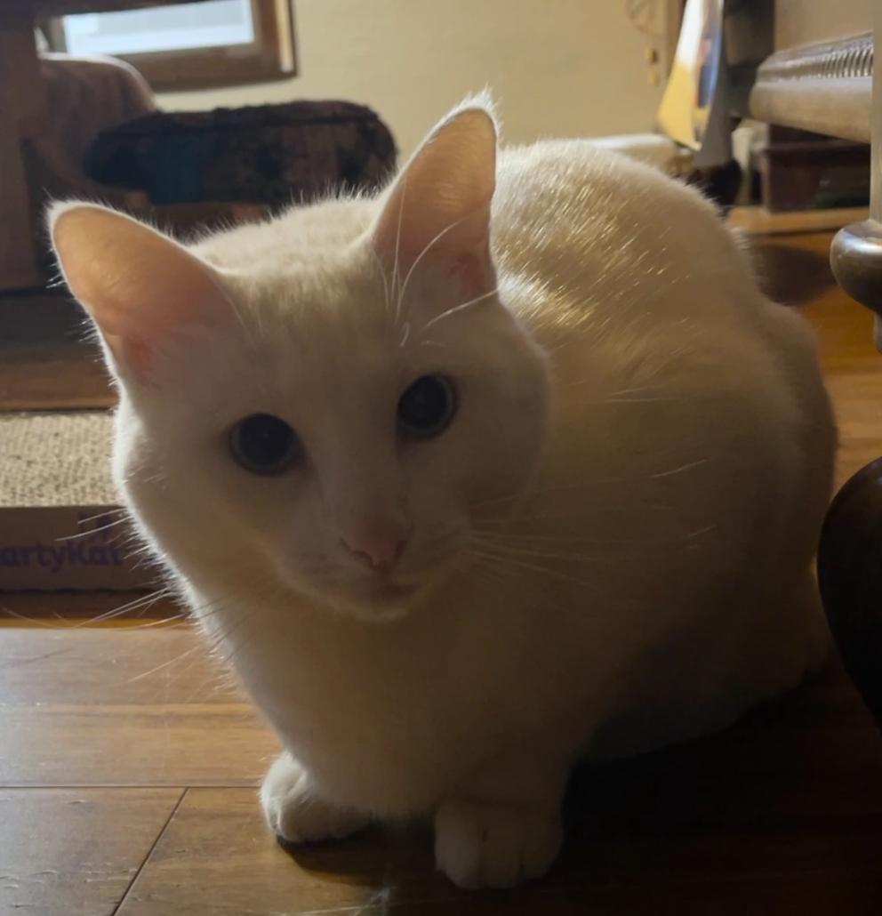 Lovey (Text or call Maia (maya) 928-282-2604), Adoptable, Adult Female Domestic Short Hair & Ragdoll.