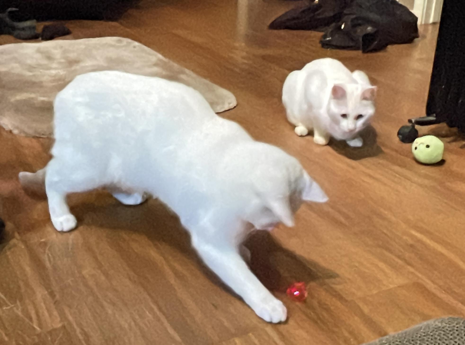 Lovey (Text or call Maia (maya) 928-282-2604), a Adoptable mixed breed in Sedona, AZ image 3/5