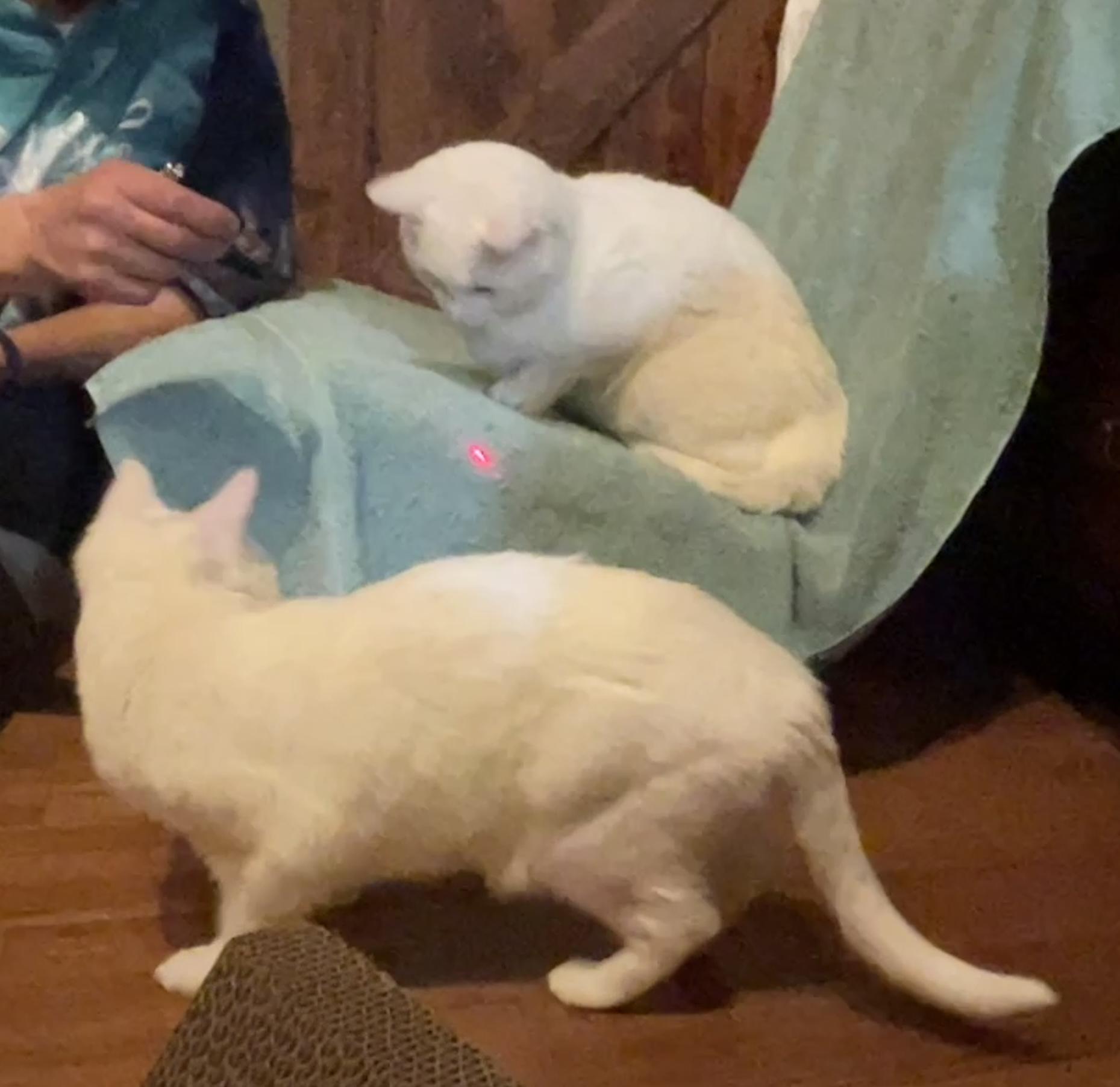 Lovey (Text or call Maia (maya) 928-282-2604), a Adoptable mixed breed in Sedona, AZ image 5/5