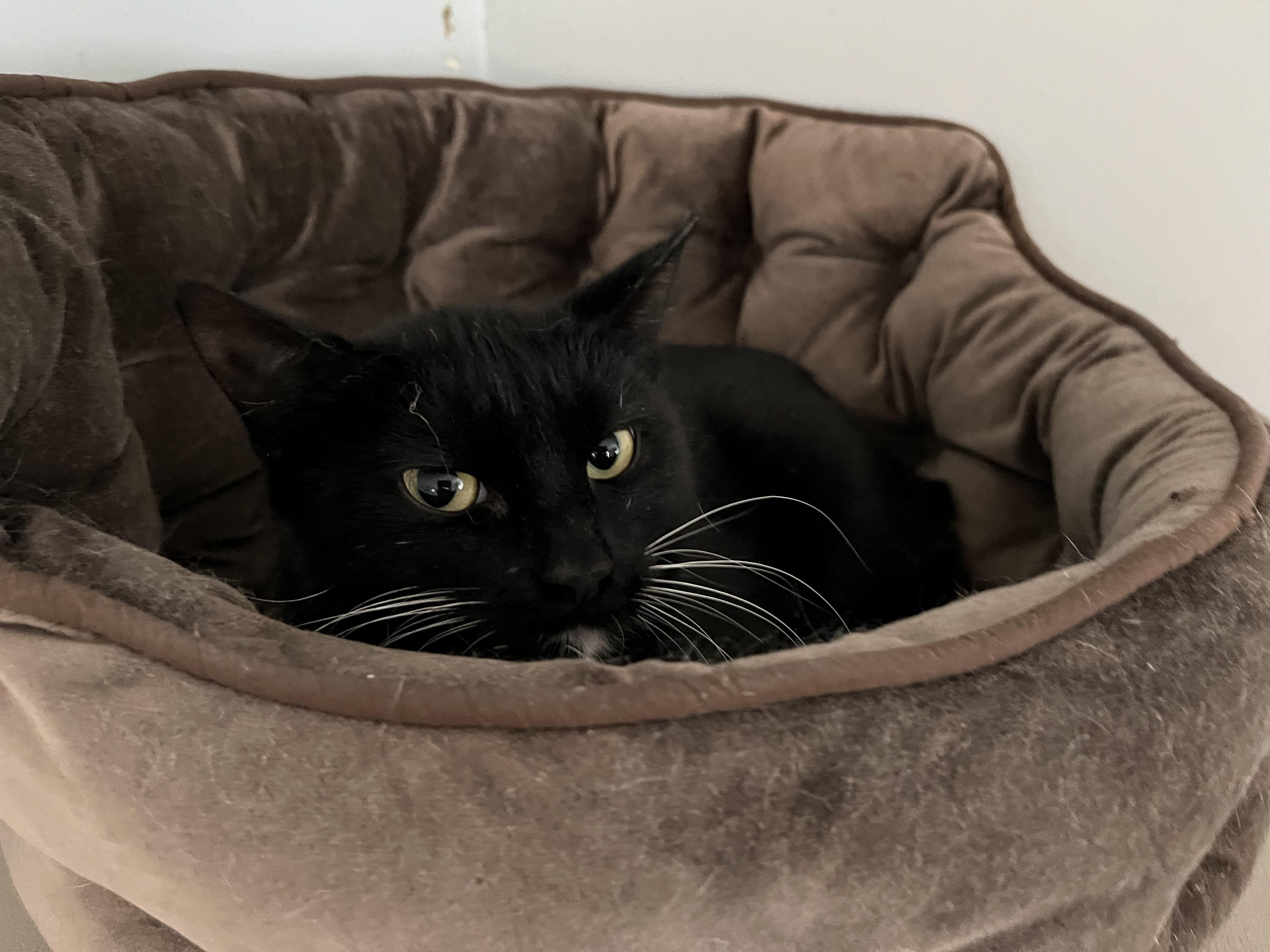 Enlarge Crossip, a ADOPTABLE Domestic Short Hair in Salisbury, MA image 2/6