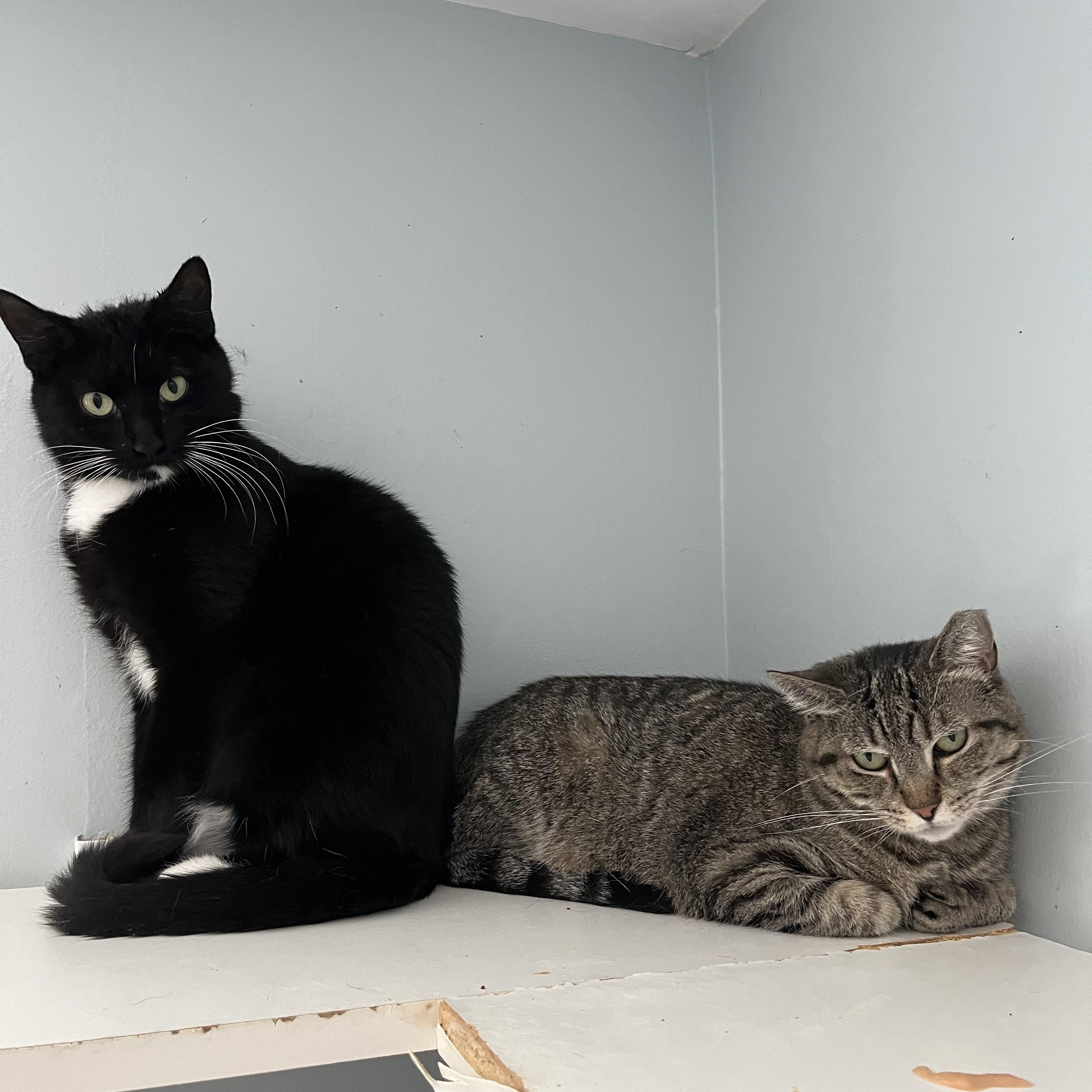 Enlarge Crossip, a ADOPTABLE Domestic Short Hair in Salisbury, MA image 5/6