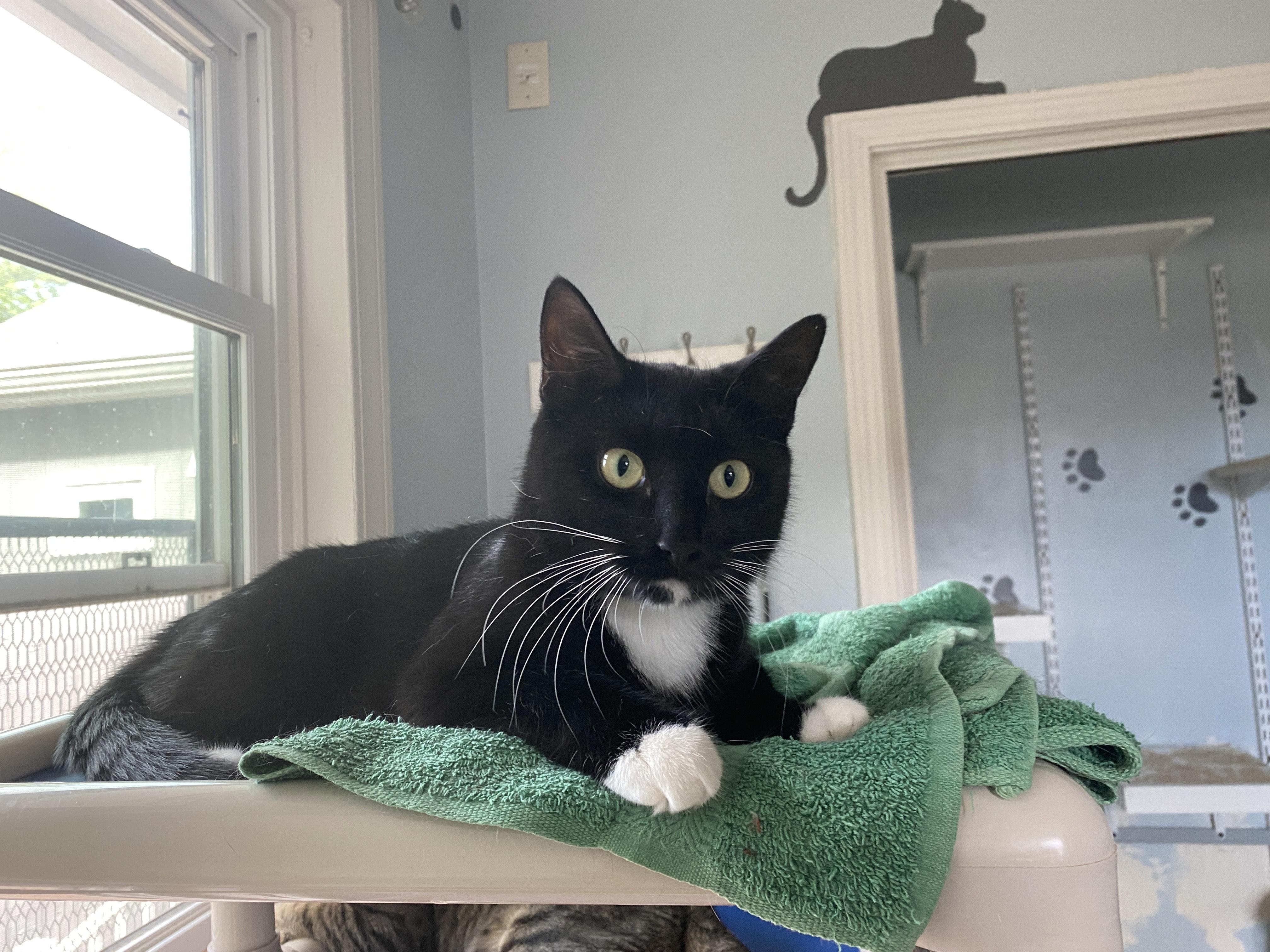 Crossip, ADOPTABLE, Adult Female Domestic Short Hair.