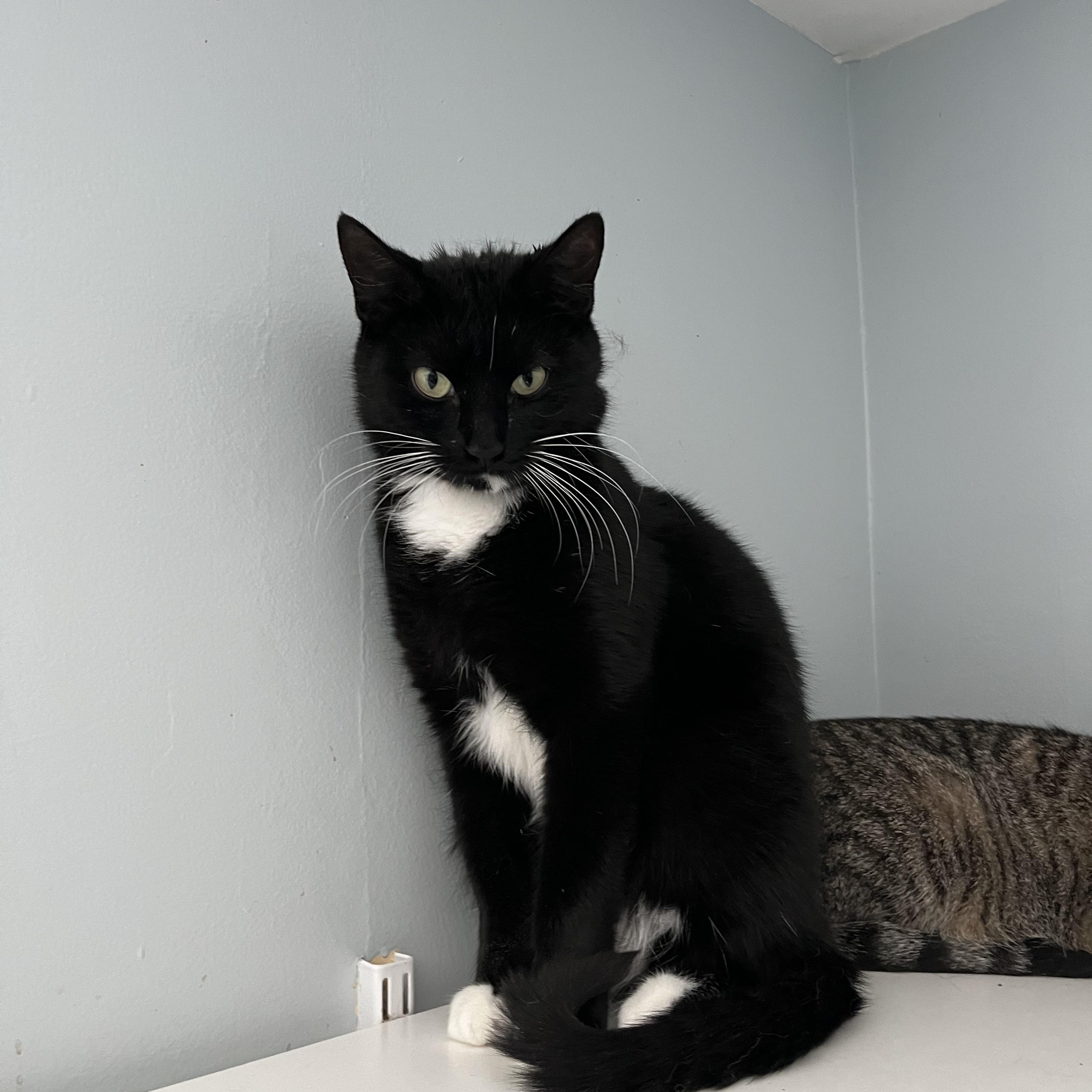 Crossip, ADOPTABLE, Adult Female Domestic Short Hair.
