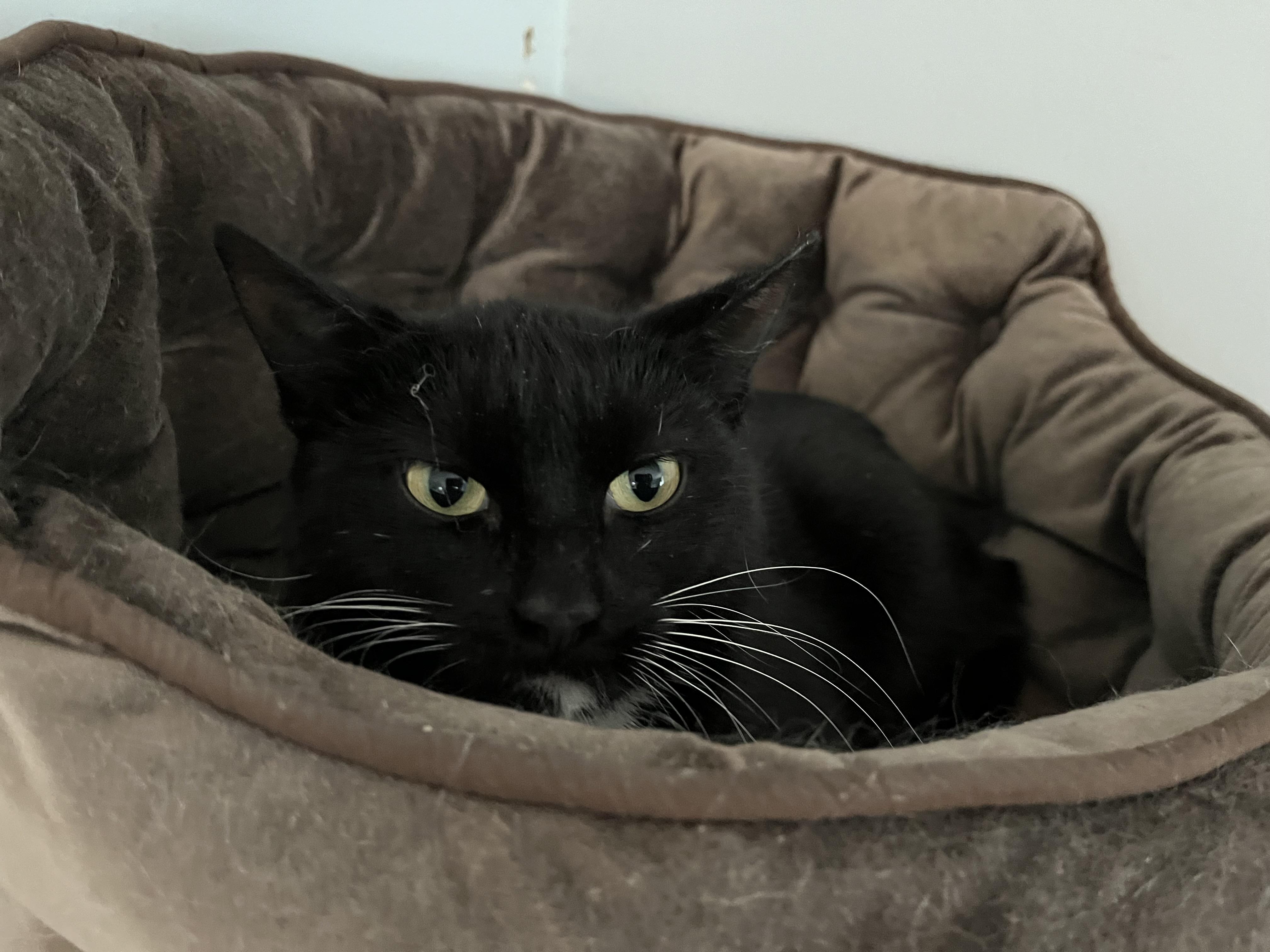 Enlarge Crossip, a ADOPTABLE Domestic Short Hair in Salisbury, MA image 6/6