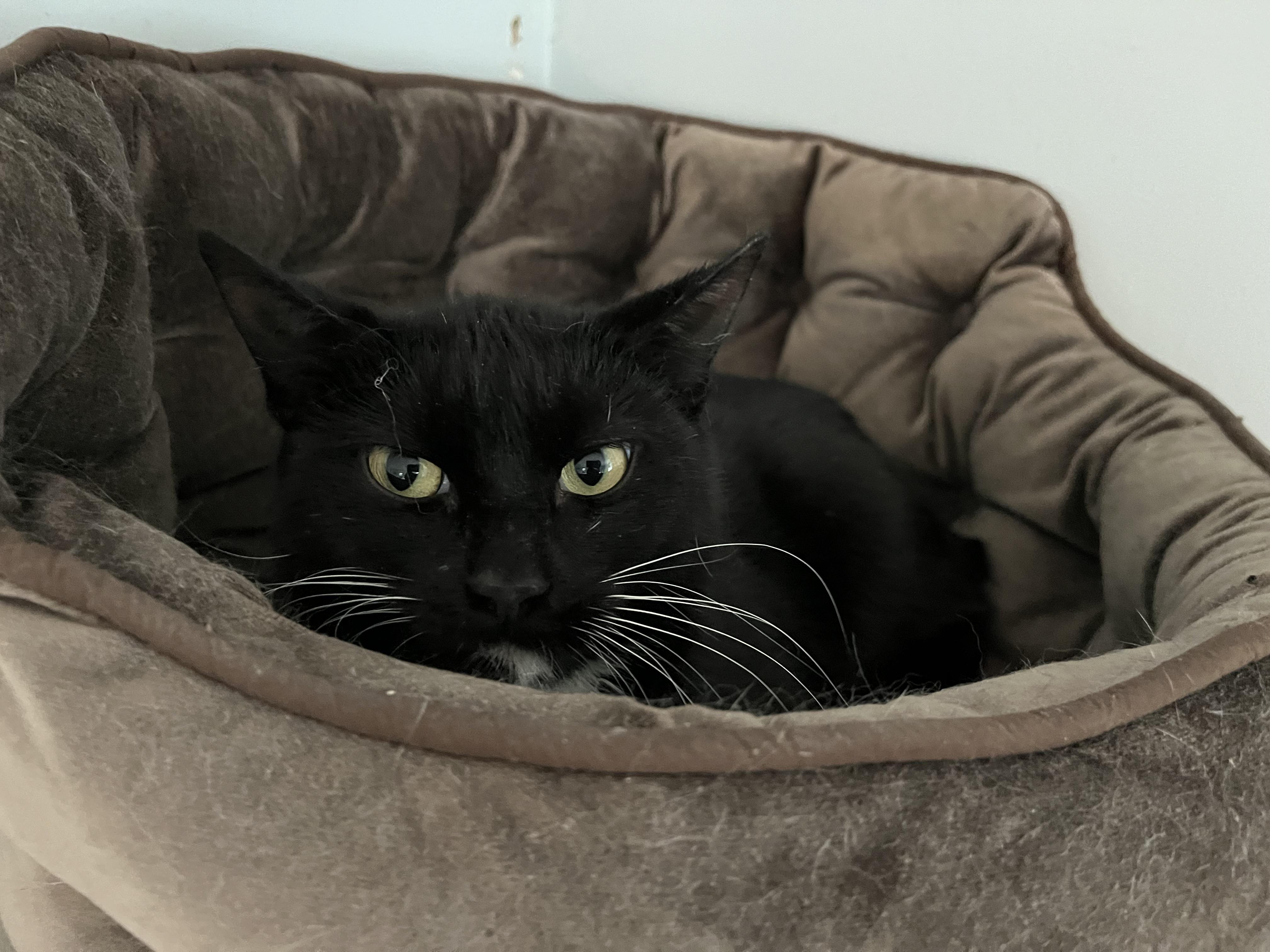 Enlarge Crossip, a ADOPTABLE Domestic Short Hair in Salisbury, MA image 5/6