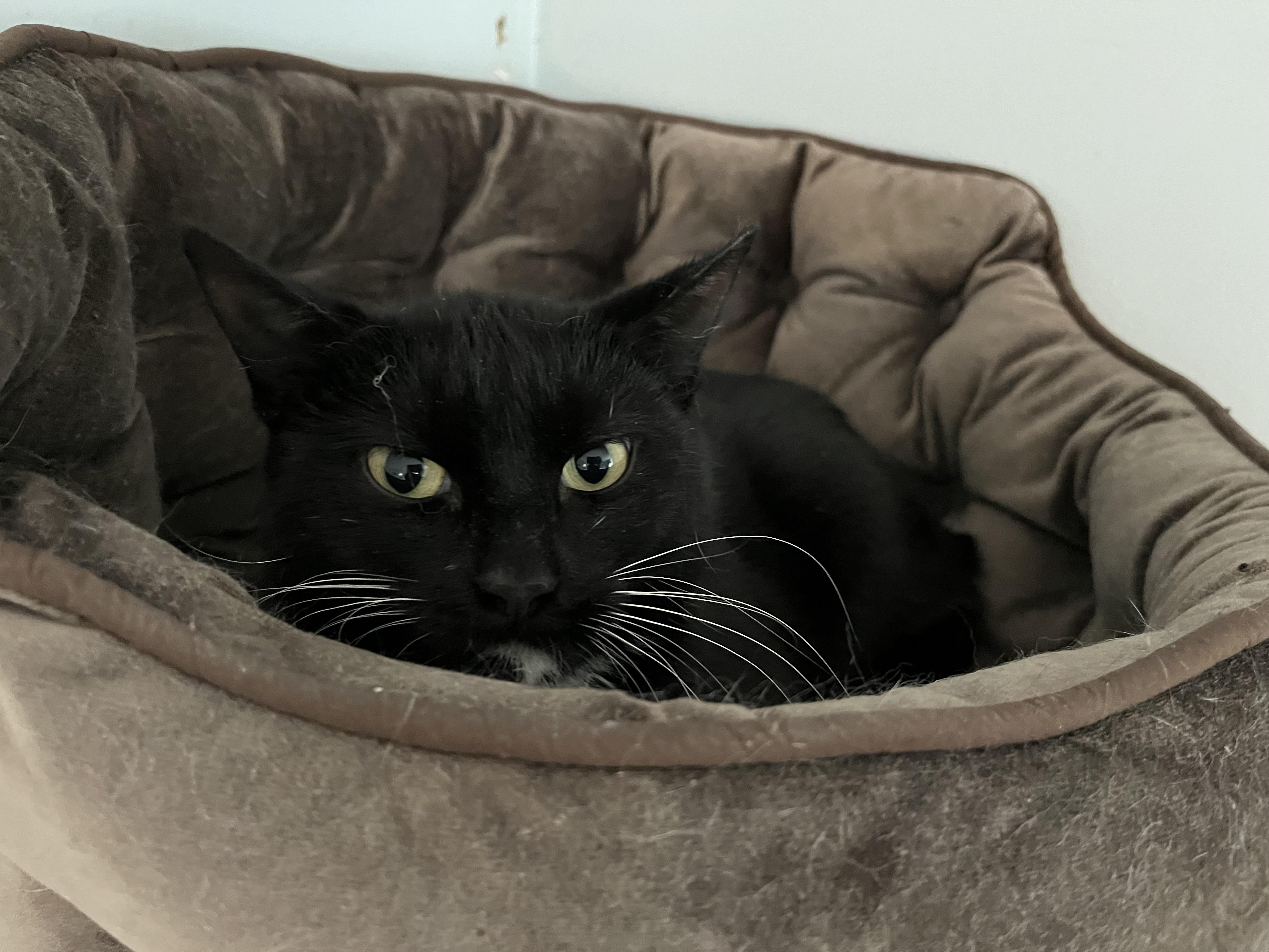 Enlarge Crossip, a ADOPTABLE Domestic Short Hair in Salisbury, MA image 1/6