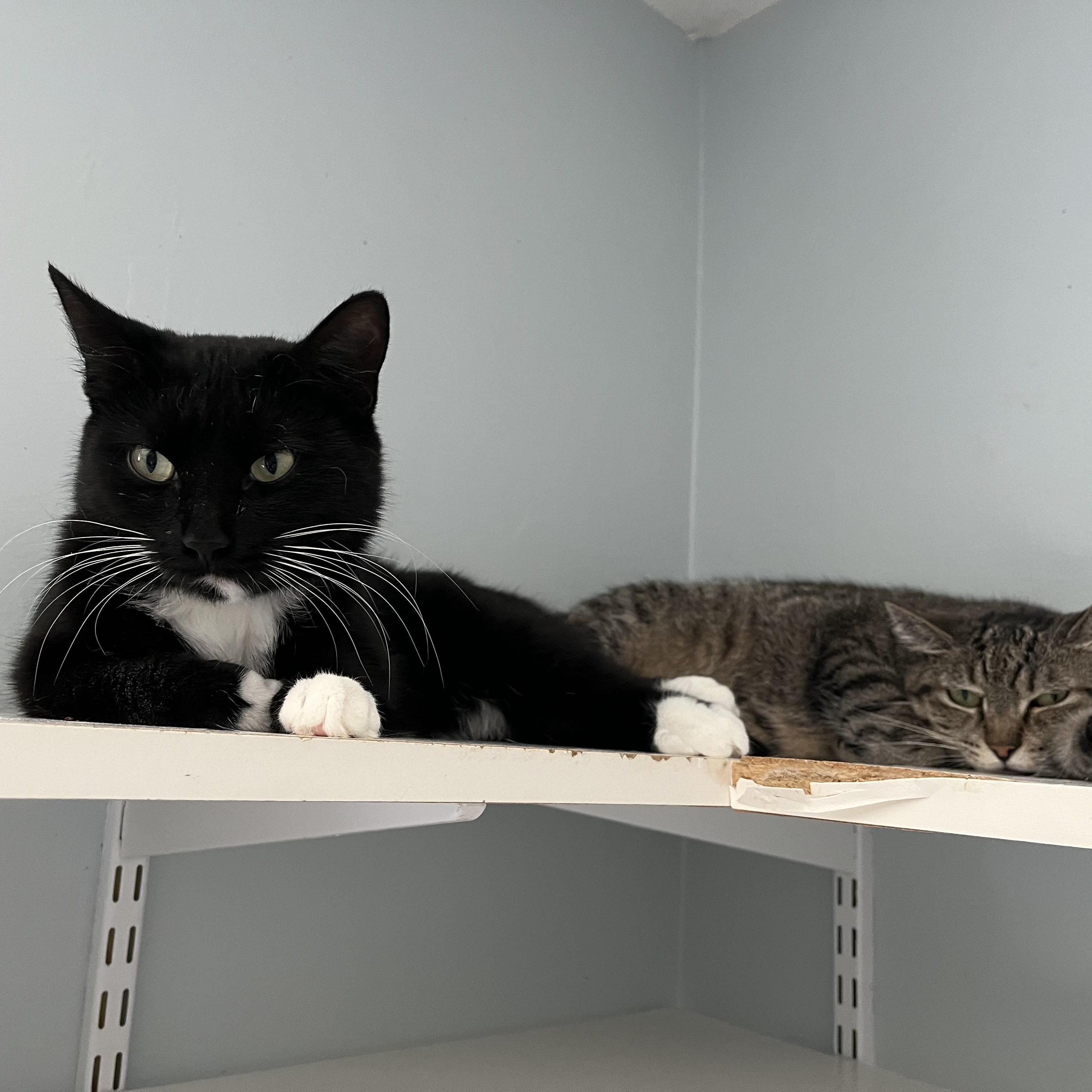 Enlarge Crossip, a ADOPTABLE Domestic Short Hair in Salisbury, MA image 2/6