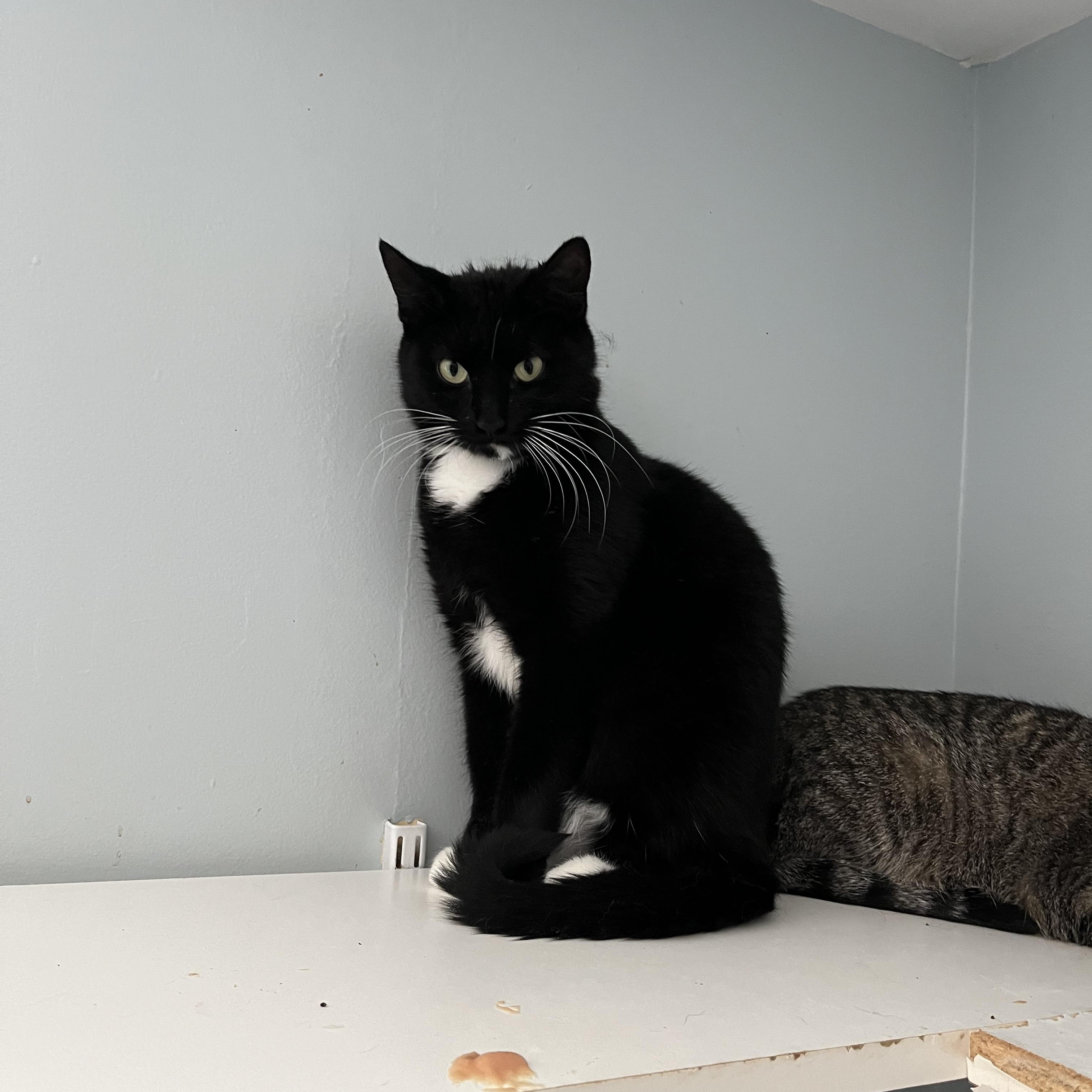 Enlarge Crossip, a ADOPTABLE Domestic Short Hair in Salisbury, MA image 6/6