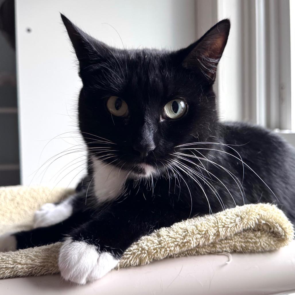 Enlarge Crossip, a ADOPTABLE Domestic Short Hair in Salisbury, MA image 1/6