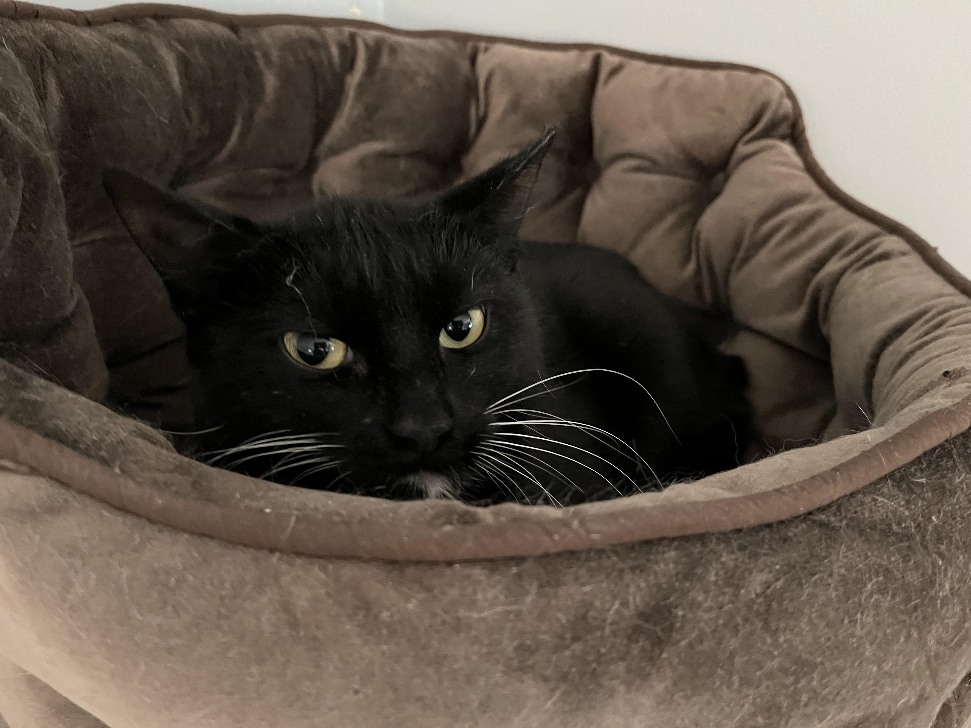 Enlarge Crossip, a ADOPTABLE Domestic Short Hair in Salisbury, MA image 3/6