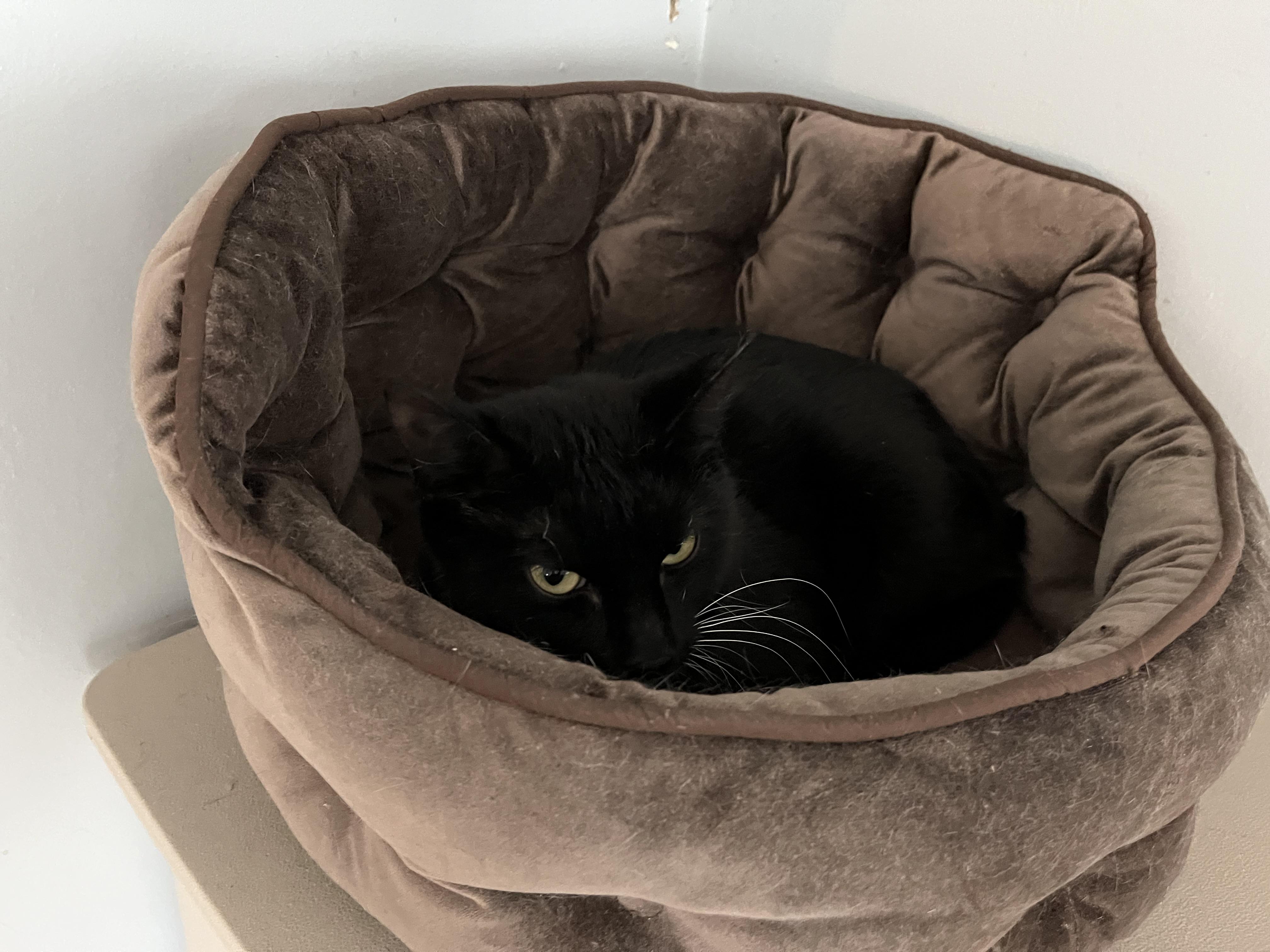 Enlarge Crossip, a ADOPTABLE Domestic Short Hair in Salisbury, MA image 4/6