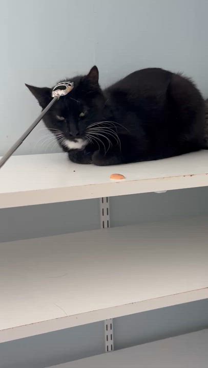 Enlarge Crossip, a ADOPTABLE Domestic Short Hair in Salisbury, MA video 3/6