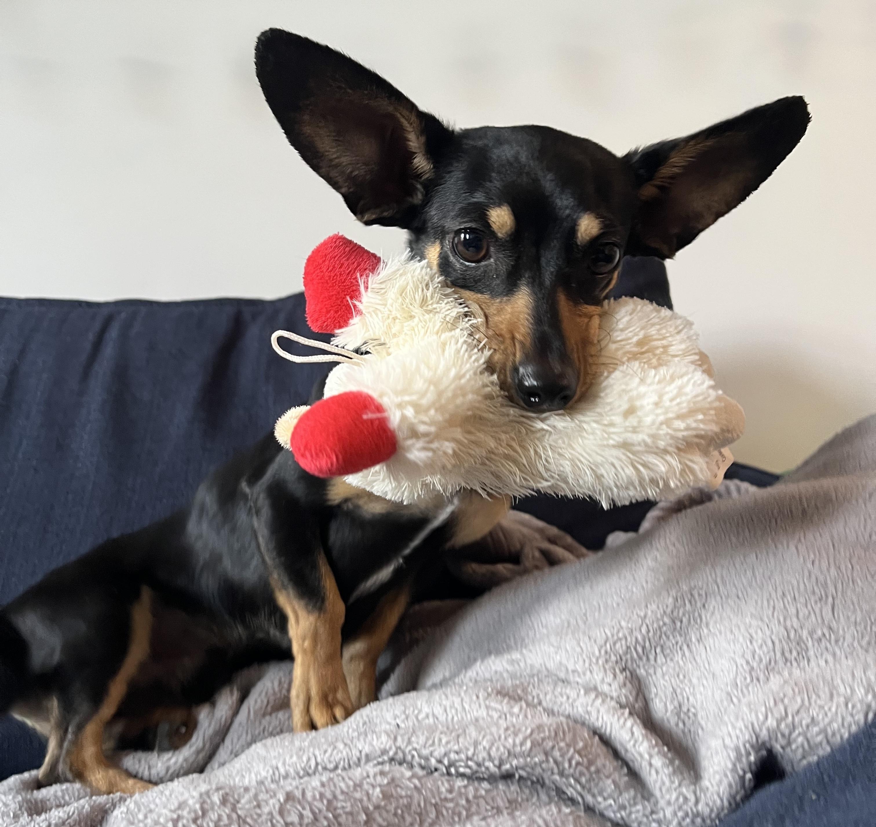 Dumbo, ADOPTABLE, Young Male Chihuahua.