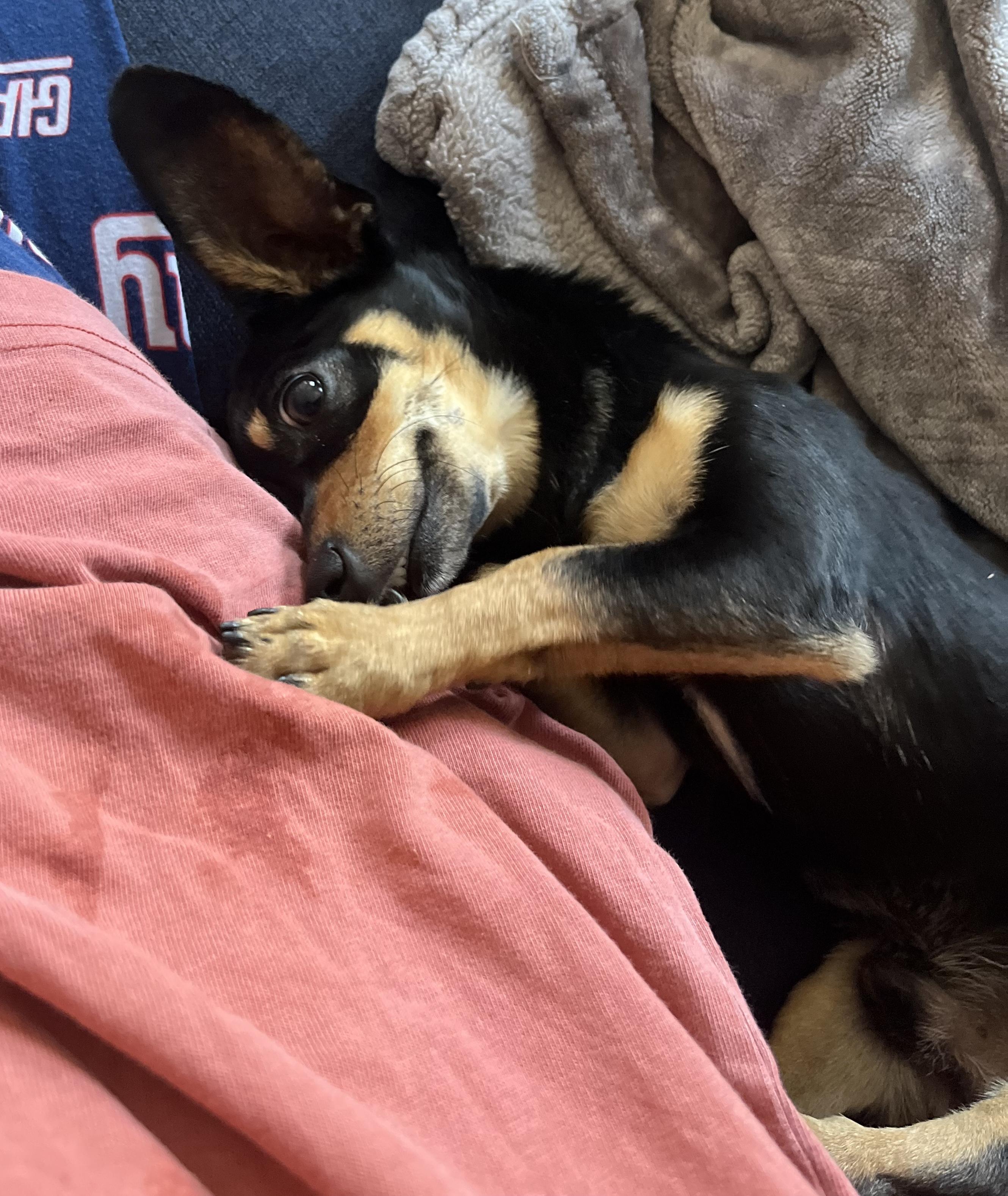 Enlarge Dumbo, a ADOPTABLE mixed breed in Brooklyn, NY image 2/6