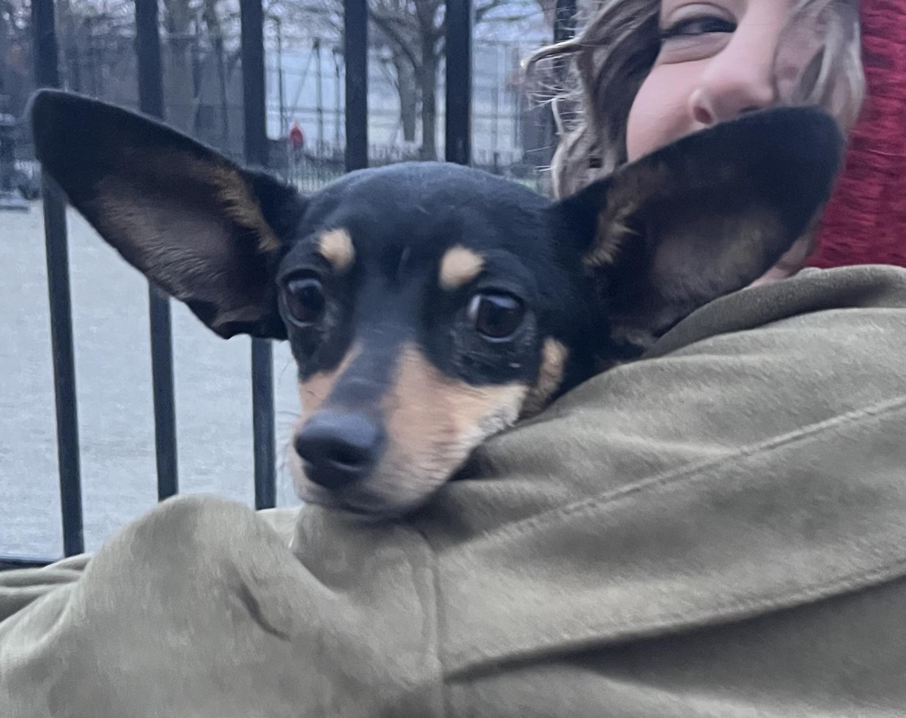 Enlarge Dumbo, a ADOPTABLE mixed breed in Brooklyn, NY image 3/6