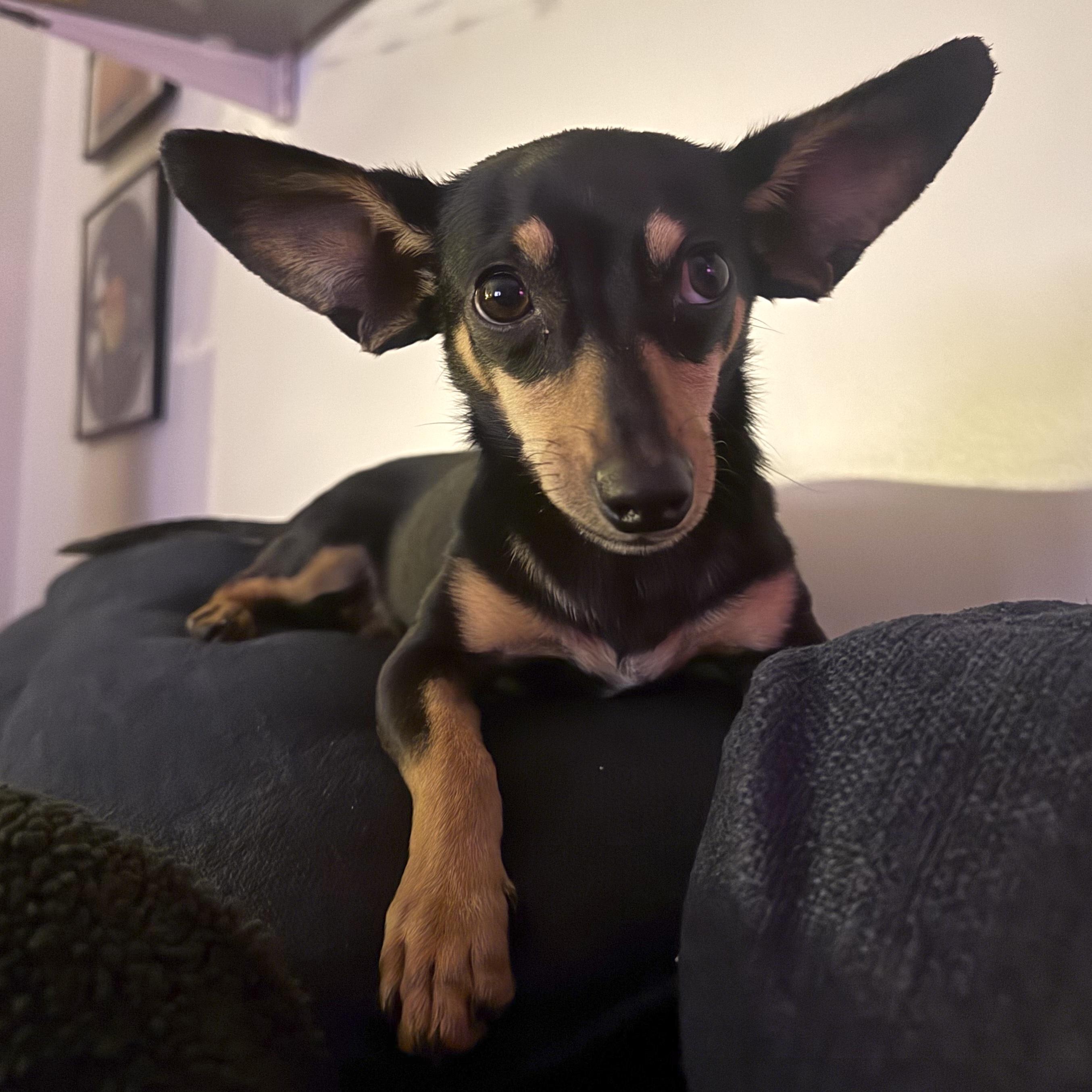 Enlarge Dumbo, a ADOPTABLE mixed breed in Brooklyn, NY image 4/6