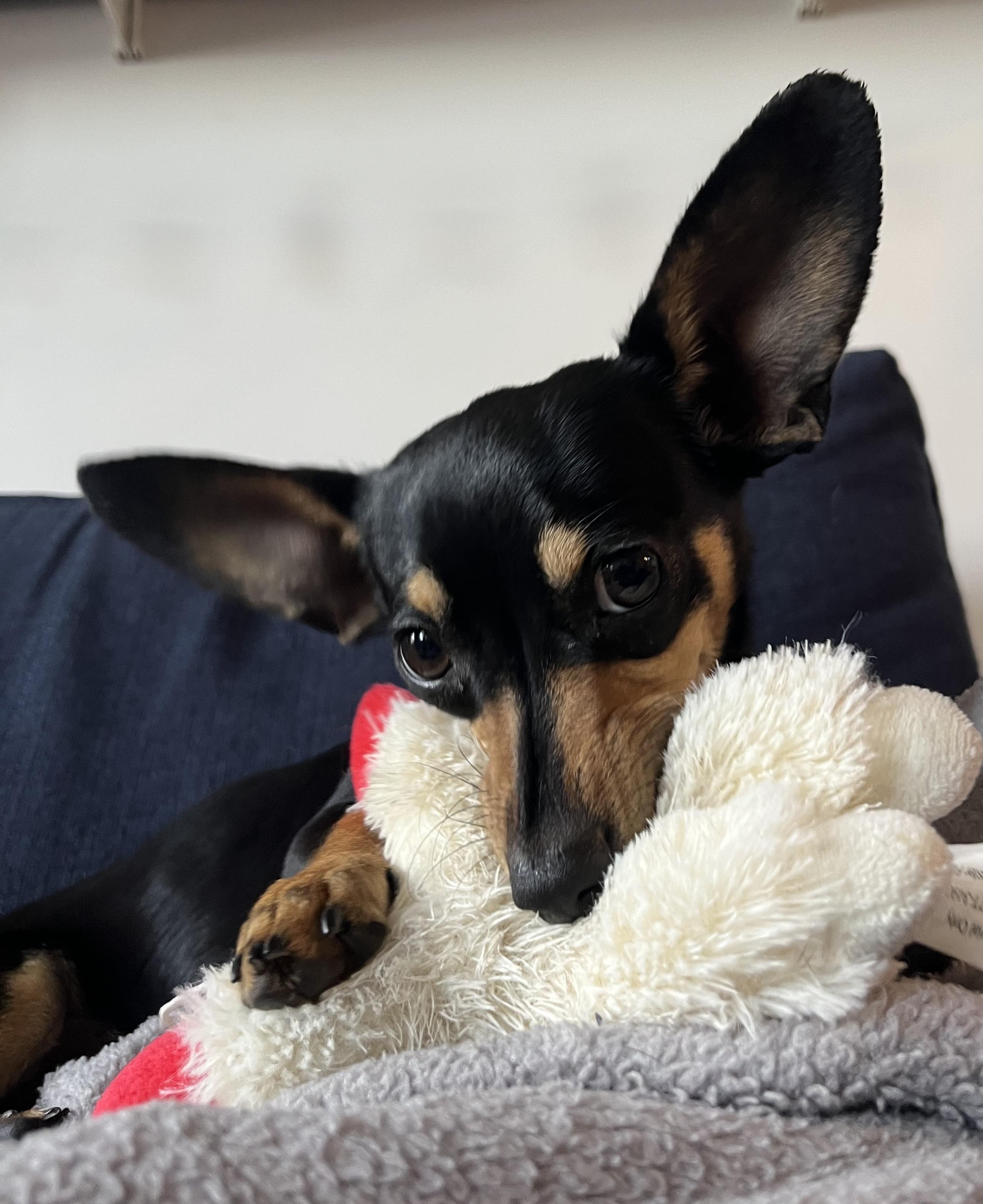 Enlarge Dumbo, a ADOPTABLE mixed breed in Brooklyn, NY image 5/6
