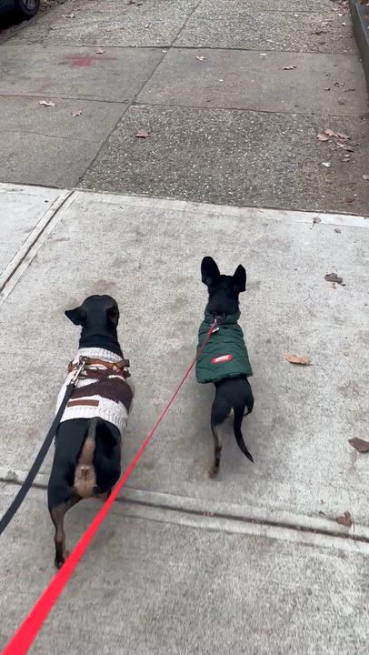 Enlarge Dumbo, a ADOPTABLE mixed breed in Brooklyn, NY video 6/6