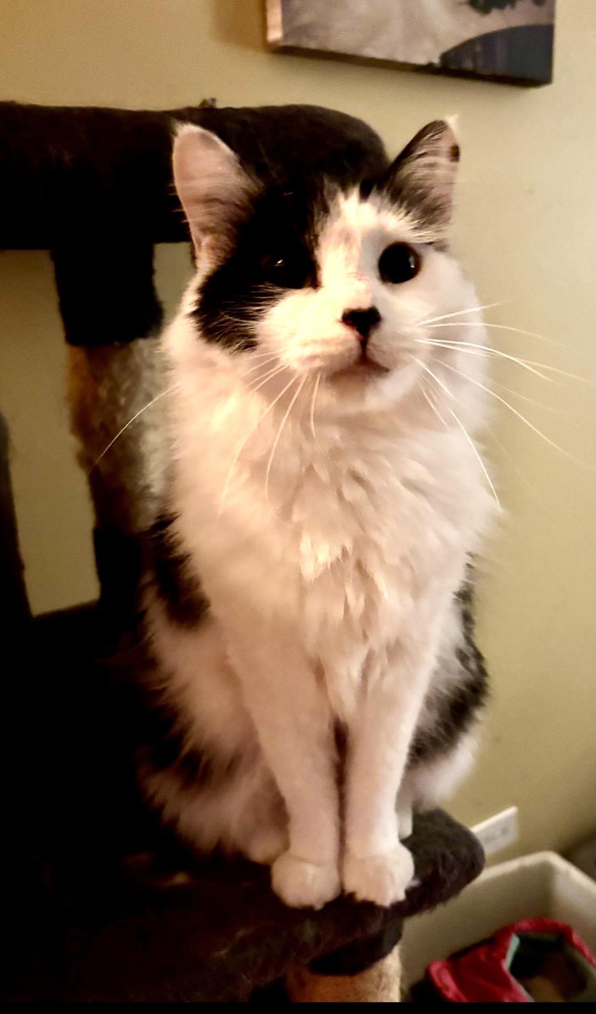 Enlarge Cocoa, a ADOPTABLE Domestic Long Hair in Chicago, IL image 2/2