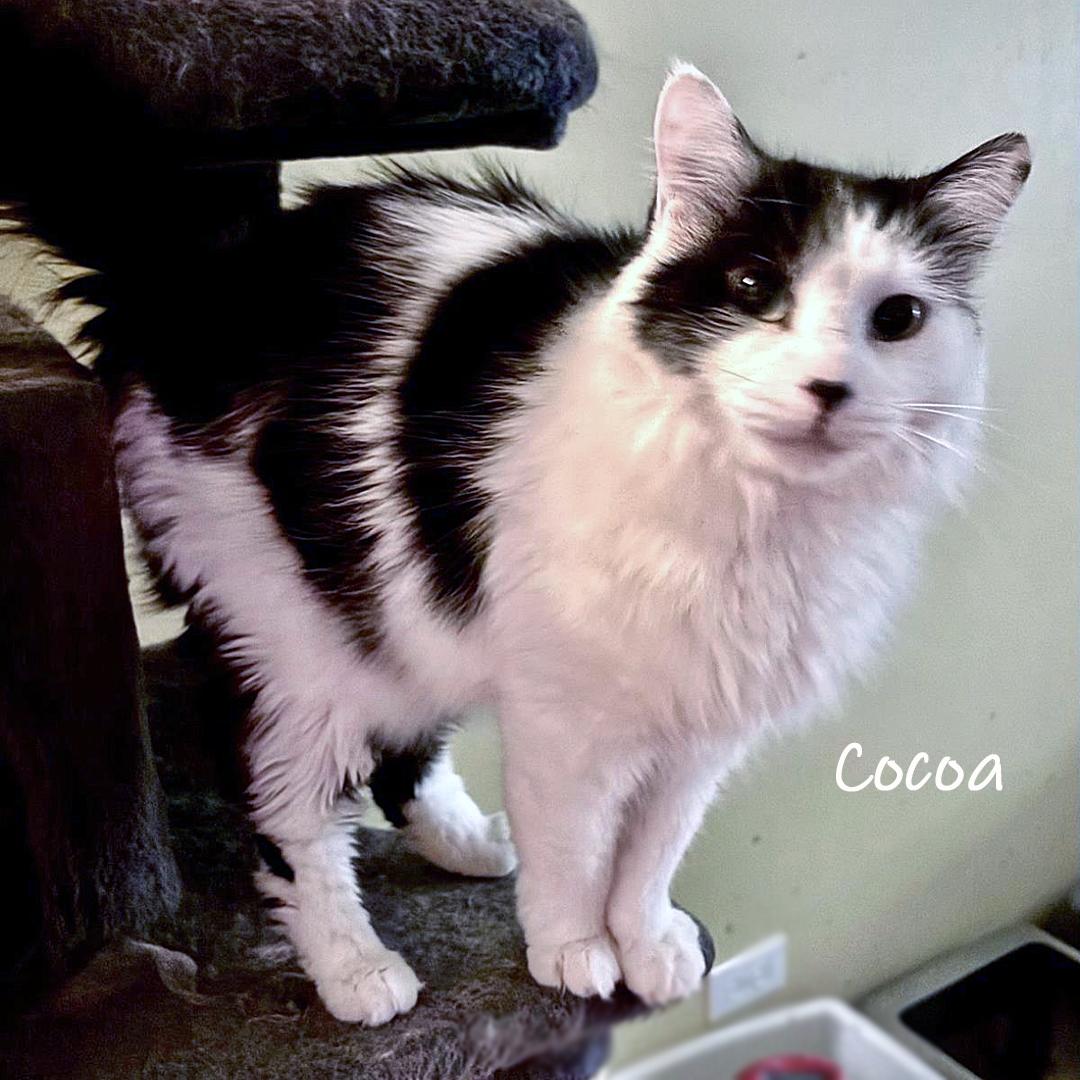 Cocoa, ADOPTABLE, Adult Female Domestic Long Hair.