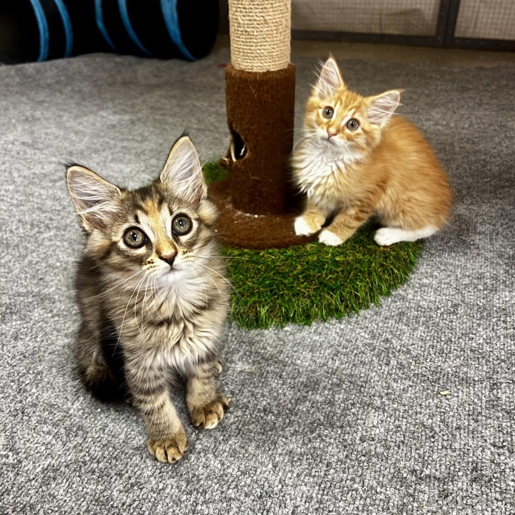 Lion-A, Adoptable, Kitten Female Domestic Long Hair.